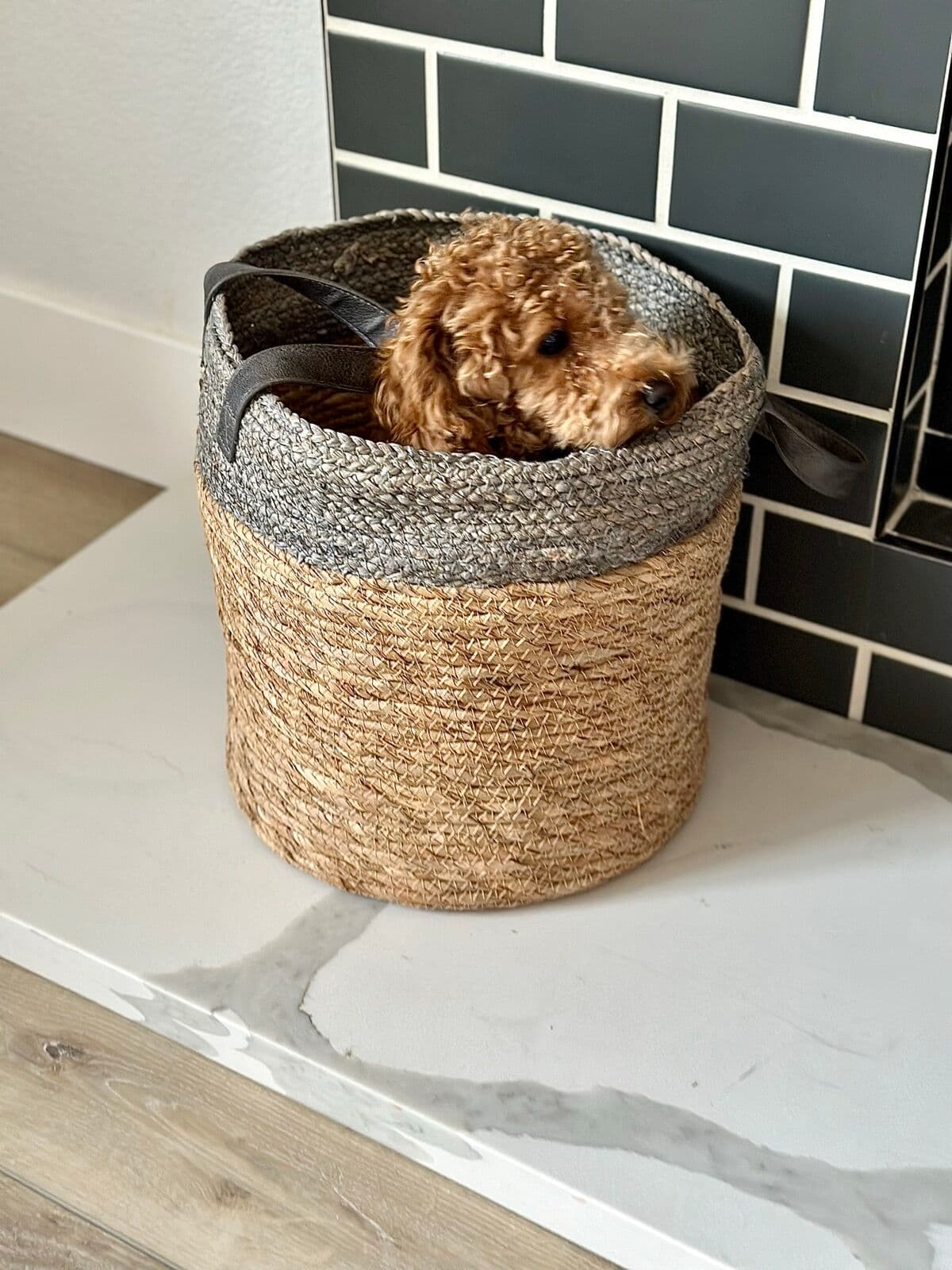Small dog peeking out of a woven basket on a white quartz hearth in front of charcoal tile